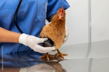 Рынок ветеринарных вакцин для птиц